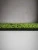 Sunrise Green Sunrise Green