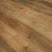 8806  Дуб античный