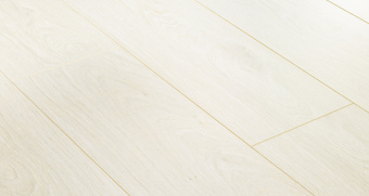 BLA003 Дуб северный