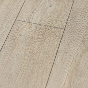 Сосна Русская