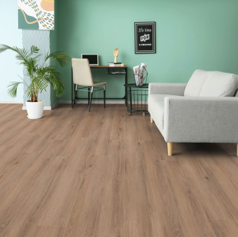 D80622 Дуб Норфолк бронзовый