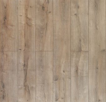 D51017 Дуб Ричардсон